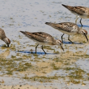 Calidris acuminata at Culburra Beach, NSW - 11 Nov 2019