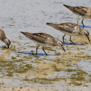 Calidris acuminata at Culburra Beach, NSW - 11 Nov 2019 12:00 AM