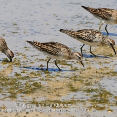 Calidris acuminata (Sharp-tailed Sandpiper) at Culburra Beach, NSW - 11 Nov 2019 by CharlesDove