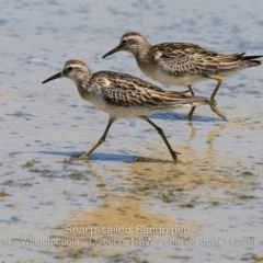 Calidris acuminata at Culburra Beach, NSW - 11 Nov 2019 12:00 AM
