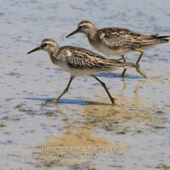 Calidris acuminata at Culburra Beach, NSW - 11 Nov 2019