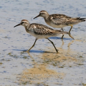 Calidris acuminata at Culburra Beach, NSW - 11 Nov 2019 12:00 AM