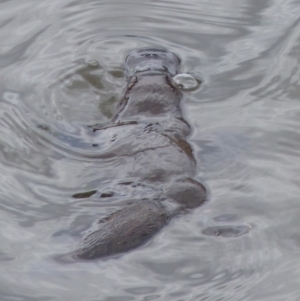 Ornithorhynchus anatinus at Bega, NSW - 2 Dec 2019 02:13 PM