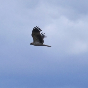 Haliastur sphenurus at Bega, NSW - 2 Dec 2019