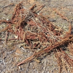 Rumex crispus (Curled Dock) at Mount Majura - 28 Nov 2019 by waltraud