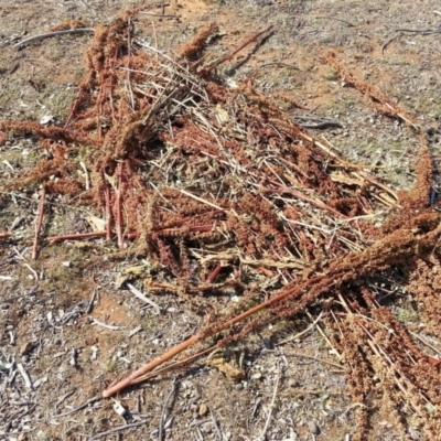 Rumex crispus (Curled Dock) at Watson, ACT - 28 Nov 2019 by waltraud