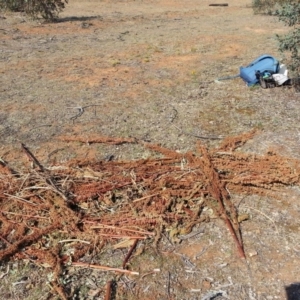 Rumex crispus at Watson, ACT - 29 Nov 2019 09:46 AM