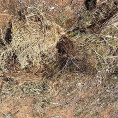 Rumex crispus at Watson, ACT - 29 Nov 2019 09:46 AM