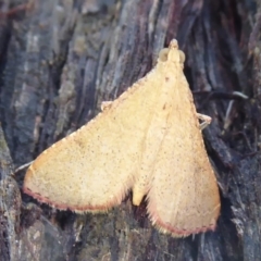 Endotricha ignealis (A Pyralid moth (Endotrichinae)) at ANBG - 30 Nov 2019 by Christine