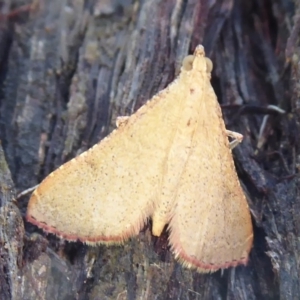 Endotricha ignealis at Acton, ACT - 1 Dec 2019