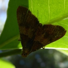 Endotricha ignealis (A Pyralid moth (Endotrichinae)) at Acton, ACT - 30 Nov 2019 by Christine