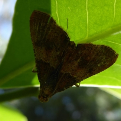 Endotricha ignealis (A Pyralid moth (Endotrichinae)) at ANBG - 30 Nov 2019 by Christine