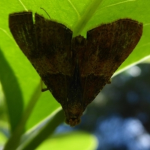 Endotricha ignealis at Acton, ACT - 1 Dec 2019 09:57 AM