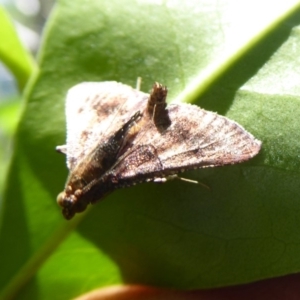 Endotricha ignealis at Acton, ACT - 1 Dec 2019