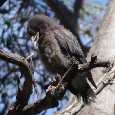 Strepera graculina (Pied Currawong) at Acton, ACT - 1 Dec 2019 by Christine