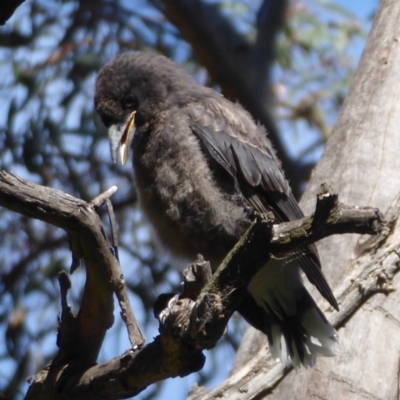 Strepera graculina (Pied Currawong) at ANBG - 30 Nov 2019 by Christine