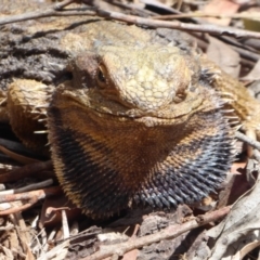 Pogona barbata (Eastern Bearded Dragon) at Hackett, ACT - 1 Dec 2019 by Christine