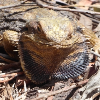 Pogona barbata (Eastern Bearded Dragon) at ANBG - 1 Dec 2019 by Christine