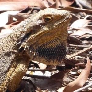 Pogona barbata at Hackett, ACT - 1 Dec 2019