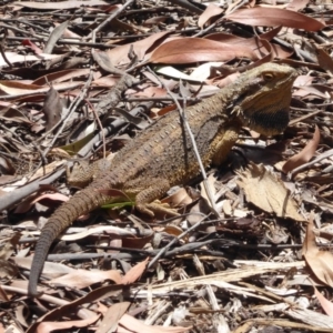 Pogona barbata at Hackett, ACT - 1 Dec 2019