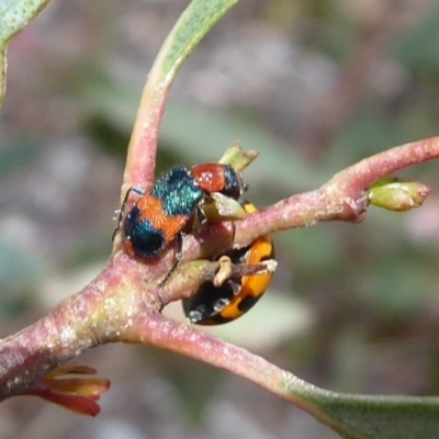 Dicranolaius bellulus (Red and Blue Pollen Beetle) at Hackett, ACT - 1 Dec 2019 by Christine