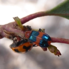 Dicranolaius bellulus at Hackett, ACT - 1 Dec 2019 11:12 AM