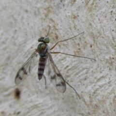 Heteropsilopus sp. (genus) (A long legged fly) at Hackett, ACT - 1 Dec 2019 by Christine