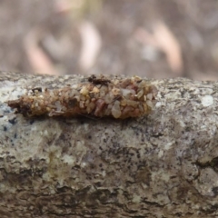 Psychidae (family) IMMATURE (Unidentified case moth or bagworm) at Flynn, ACT - 1 Dec 2019 by Christine