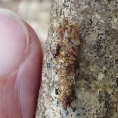 Psychidae (family) IMMATURE at Flynn, ACT - 1 Dec 2019 05:46 PM