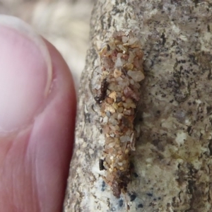 Psychidae (family) IMMATURE at Flynn, ACT - 1 Dec 2019 05:46 PM