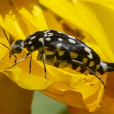 Mordella dumbrelli (Dumbrell's Pintail Beetle) at ANBG - 27 Nov 2019 by WHall