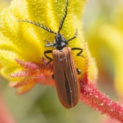 Porrostoma sp. (genus) (Lycid, Net-winged beetle) at Acton, ACT - 27 Nov 2019 by WHall