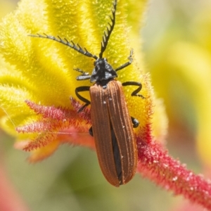 Porrostoma sp. (genus) at Acton, ACT - 27 Nov 2019 12:51 PM