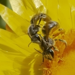 Lasioglossum (Chilalictus) sp. (genus & subgenus) (Halictid bee) at ANBG - 27 Nov 2019 by WHall