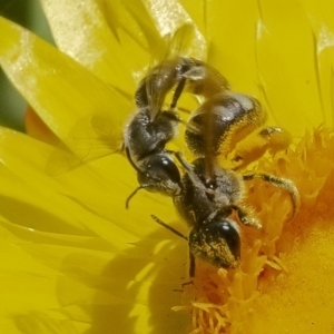 Lasioglossum (Chilalictus) sp. (genus & subgenus) at Acton, ACT - 27 Nov 2019 12:07 PM