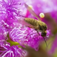 Geron sp. (genus) (Slender Bee Fly) at Acton, ACT - 27 Nov 2019 by WHall