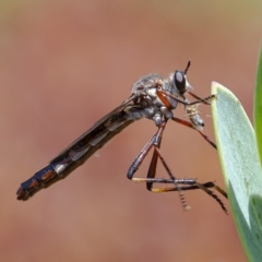 Neosaropogon sp. (genus) (A robber fly) at ANBG - 29 Nov 2019 by WHall