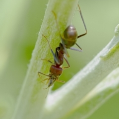 Iridomyrmex purpureus (Meat Ant) at Acton, ACT - 29 Nov 2019 by WHall