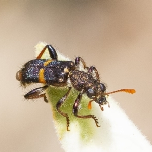 Eleale pulchra at Acton, ACT - 29 Nov 2019 11:49 AM