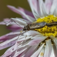 Nysius vinitor (Rutherglen bug) at Acton, ACT - 29 Nov 2019 by WHall