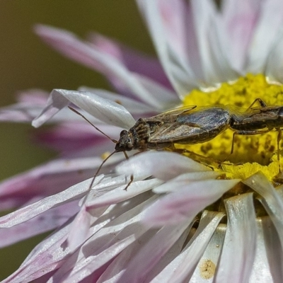 Nysius vinitor (Rutherglen bug) at ANBG - 29 Nov 2019 by WHall