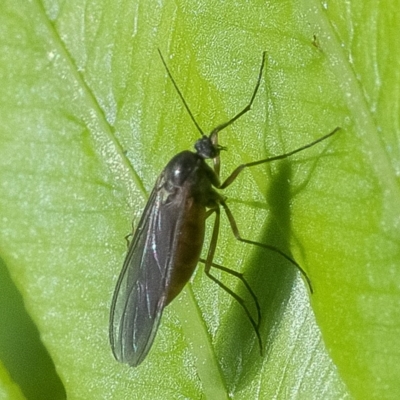 Cecidomyiidae (family) (Gall gnat) at ANBG - 24 Nov 2019 by WHall