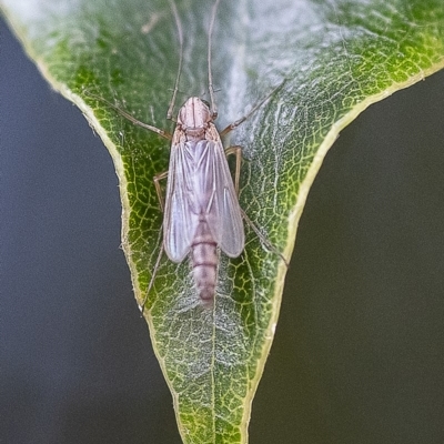 Chironomidae (family) (Non-biting Midge) at ANBG - 24 Nov 2019 by WHall