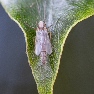 Chironomidae (family) at Acton, ACT - 25 Nov 2019