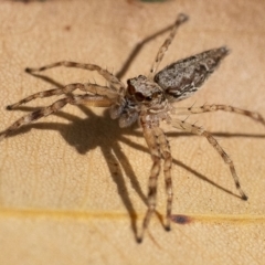 Helpis minitabunda (Threatening jumping spider) at Acton, ACT - 25 Nov 2019 by WHall