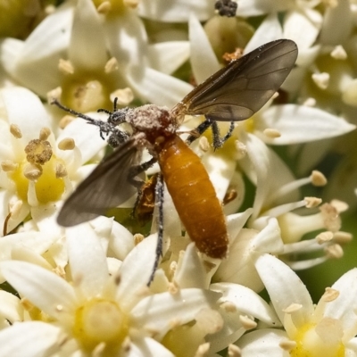 Bibio imitator (Garden maggot) at Acton, ACT - 25 Nov 2019 by WHall