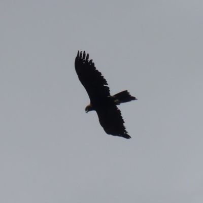 Aquila audax (Wedge-tailed Eagle) at Hackett, ACT - 2 Dec 2019 by WalterEgo