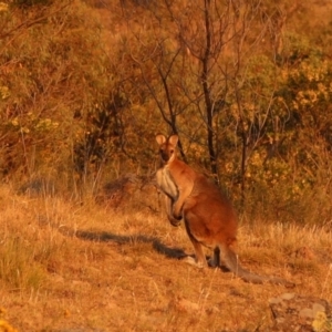 Notamacropus rufogriseus at Chapman, ACT - 24 Nov 2019