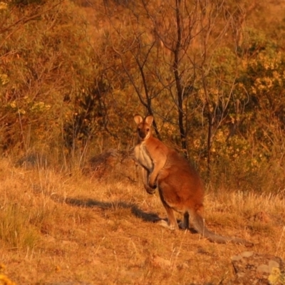 Notamacropus rufogriseus (Red-necked Wallaby) at Cooleman Ridge - 24 Nov 2019 by HelenCross