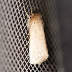 Bathytricha truncata (Sugarcane Stem Borer, Maned Moth) at O'Connor, ACT - 28 Nov 2019 by ibaird